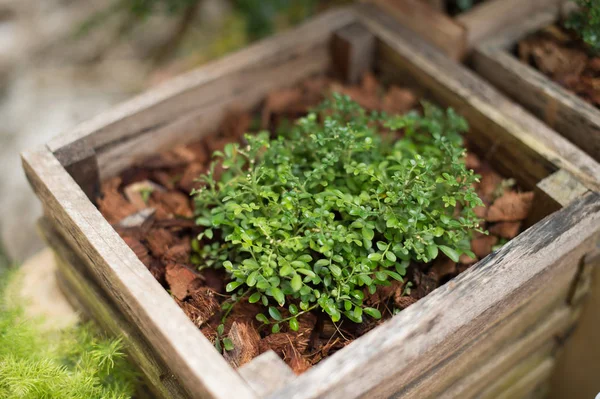 Closeup Dari Tanaman Dalam Pot — Stok Foto