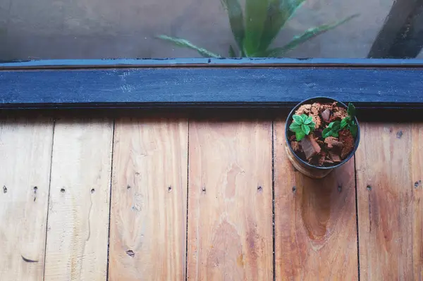 유리 창 식물 냄비의 — 스톡 사진