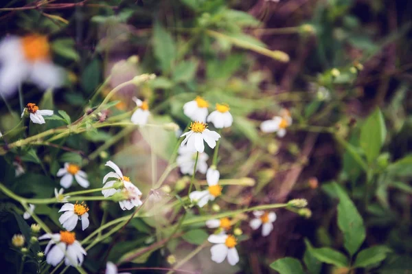 Lukking av hvit blomst i hagen – stockfoto