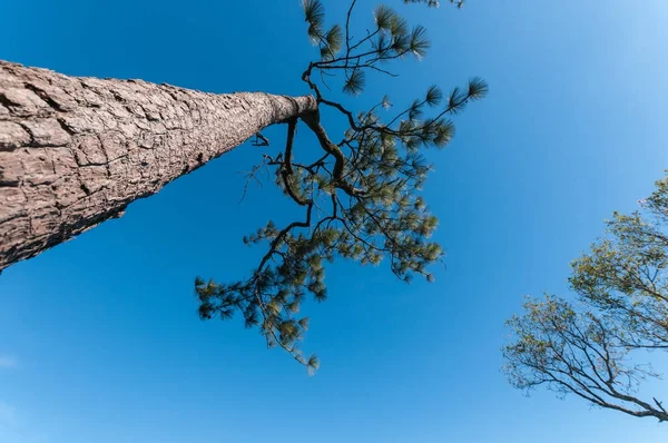 Pine tree with blue sky — Stock Photo, Image