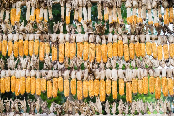 Pattern background of raw corn — Stock Photo, Image