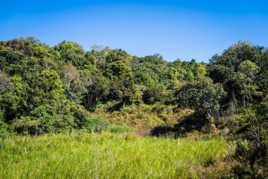 Dağ manzarasında çimenli yeşil ağaç