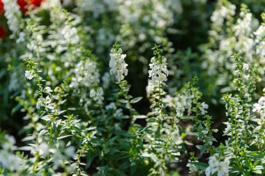 Bahçedeki beyaz çiçeğe yaklaş.