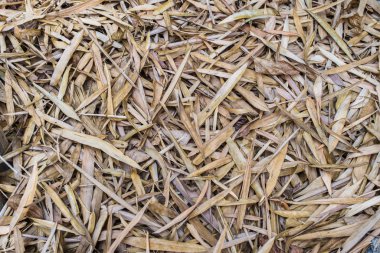 Kuru bambu yaprağının şablon arkaplanı