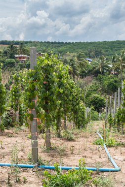 Dağda gökyüzü bulutlu biber bitkisi çiftliği