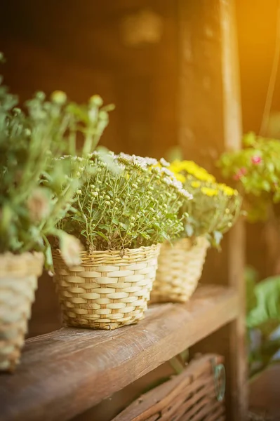 Closeup of flower pot on wood shelf — Stock Photo, Image