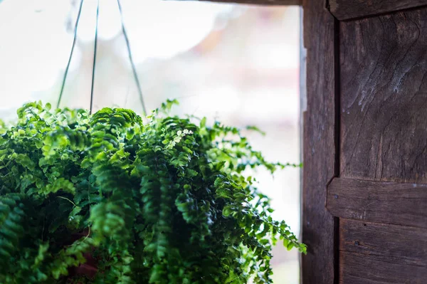 Hanging plant pot with wood window closeup — Stock Photo, Image