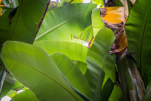 Yeşil muz yaprağının soyut arkaplanı — Stok fotoğraf