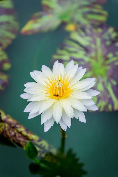 Gros plan de nénuphar blanc dans un étang — Photo