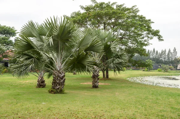 Пальма в ландшафте сада — стоковое фото