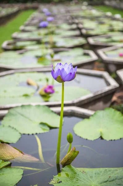 Closeup of purple water lily in the garden — Stock Photo, Image