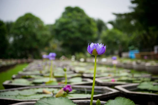 Cerrado de agua púrpura en el jardín. — Foto de Stock