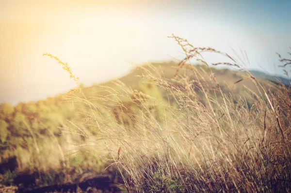 Schön von trockenem Blumengras auf Berglandschaft — Stockfoto