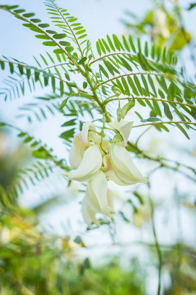 Closeup of white Agasta flower, vegetable food — Stock Photo, Image