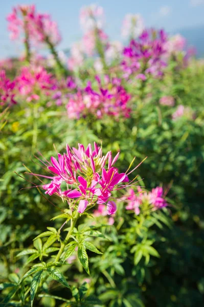 Closeup of pink flower in the garden — Stock Photo, Image