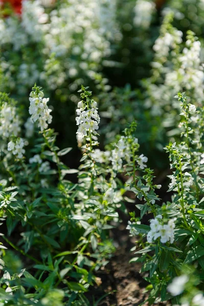 Närbild av vit blomma i trädgården — Stockfoto