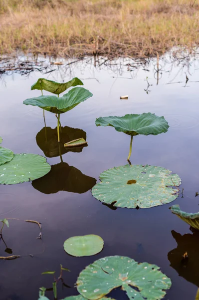 Closeup of lotus leaf in a pond — Stock Photo, Image