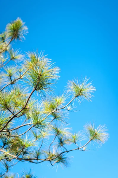 푸른 하늘 배경 이 있는 소나무 잎을 클로즈업 — 스톡 사진
