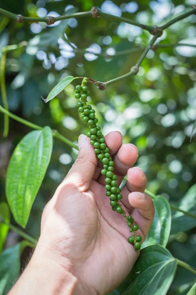 Closeup of hand holding a pepper seed — Stock Photo, Image