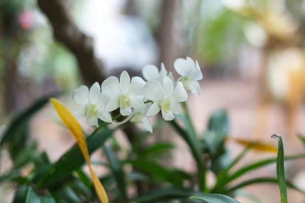 Fermeture de la fleur d'orchidée blanche dans le jardin — Photo