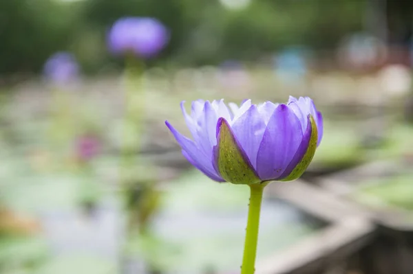 庭の紫色の睡蓮の閉鎖 ストックフォト