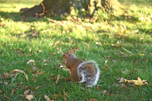Esquilo no parque — Fotografia de Stock