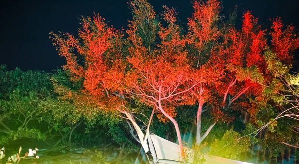 A iluminação na árvore - enevoado e ruído blackground — Fotografia de Stock