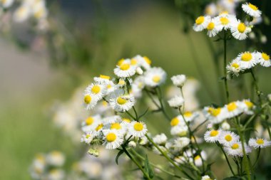 Papatya çiçek üzerinde bulanık arka plan bahar
