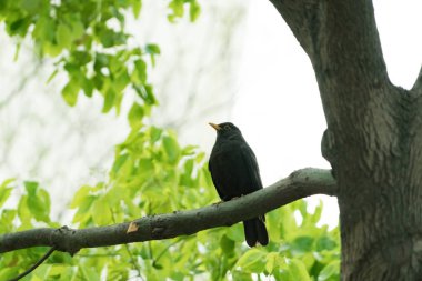 Bir arkadaşımı bekliyorum ağaç üzerinde siyah bir kuş
