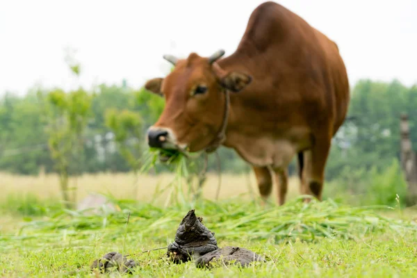 Zár ki a tehén trágya, tehén pats, tehén pitét, tehén trágya — Stock Fotó