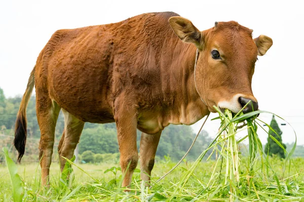 Retrato a vaca marrom pastando a grama no campo — Fotografia de Stock
