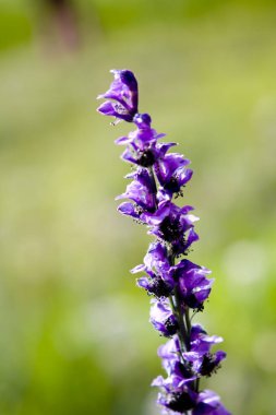 arka plan bulanık güzel mor çiçek kadar kapatın