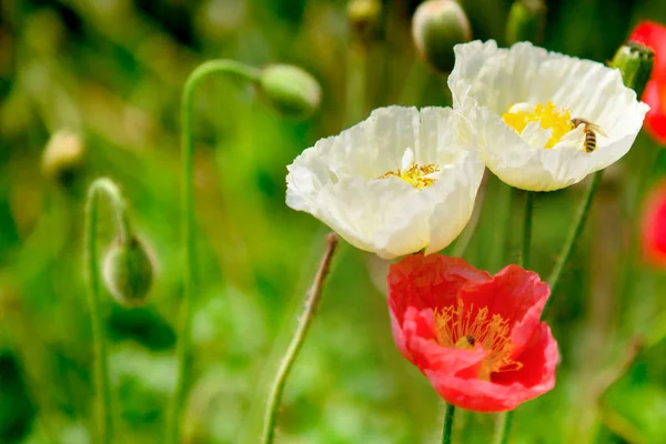 Graan Ruisfilter van poppy bloem met de bijen op de witte bloem — Stockfoto