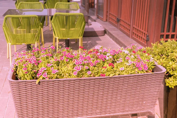 Jumbo blomkruka med utomhus bord och gröna stolar — Stockfoto