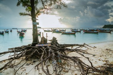 Koh Lipe Satun, Tayland Ekim, 2017: bir büyük çam ağacının kökünü sahilde