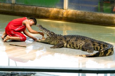 Siracha Hayvanat Bahçesi Chonburi, Thailand Eylül, 2017: timsah bir gösteri gerçekleştirmek
