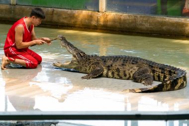 Siracha Hayvanat Bahçesi Chonburi, Thailand Eylül, 2017: timsah bir gösteri gerçekleştirmek