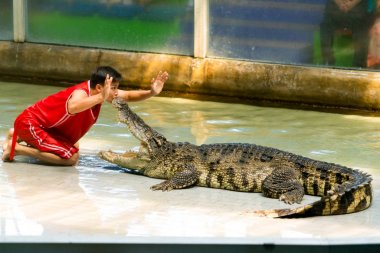 Siracha Hayvanat Bahçesi Chonburi, Thailand Eylül, 2017: timsah bir gösteri gerçekleştirmek