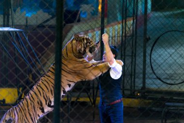 Siracha Hayvanat Bahçesi Chonburi, Tayland Eyl, 2017: Tiger bir ayakta gösterisi performans