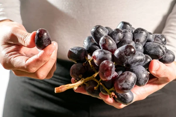 Women hand hold the brunch of the black grape, fresh grape harvest — Stock Photo, Image