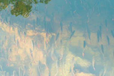 çok sayıda doğal balık gölet, nehir balığı, Kwai Nehri, Kanchanaburi, Tayland