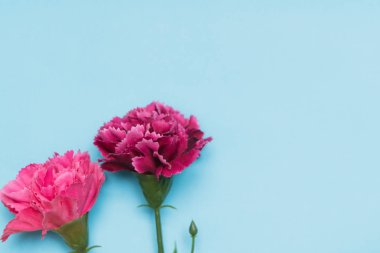 mavi arka plan, Bahar sezonu kavramı üzerinde pembe karanfil çiçek