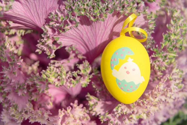 Gelbe Ostereier hängen am lila Kohl, bereit für den Eierjäger — Stockfoto