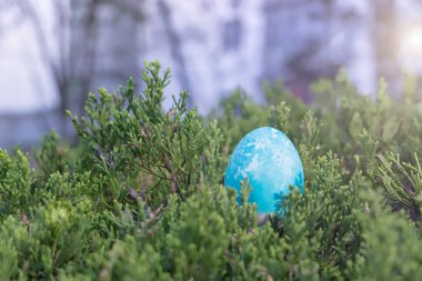 Mutlu Paskalyalar, gizleme ağaç, Paskalya tatil dekorasyon, Paskalya kavramı arka plan kopya alanı ile mavi organik yumurta