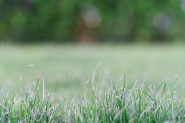 yeşil çim alan yumuşak odak ve yakın çekim yeşil çim. Dünya günü kavramı.