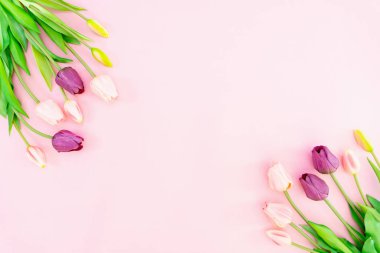 Sevgililer Günü kompozisyonu. Pembe arka planda lale çiçekleri. Sevgililer Günü, Anneler Günü konsepti. Düz konum, üst görünüm, kopyalama alanı