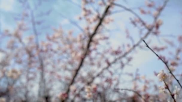 Cherry Blossom árvores, natureza e fundo de tempo de primavera . — Vídeo de Stock