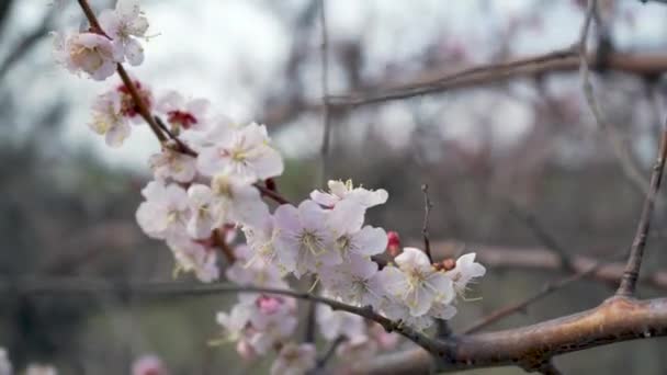 盛开的樱花树，性质和春天的时代背景. — 图库视频影像