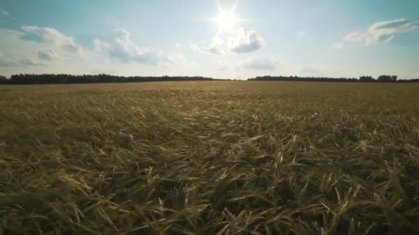 Blé doré prêt à être récolté 