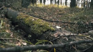 bir adam sonbaharda erkek ayakkabı bot ormanda bir bağlama bağlı